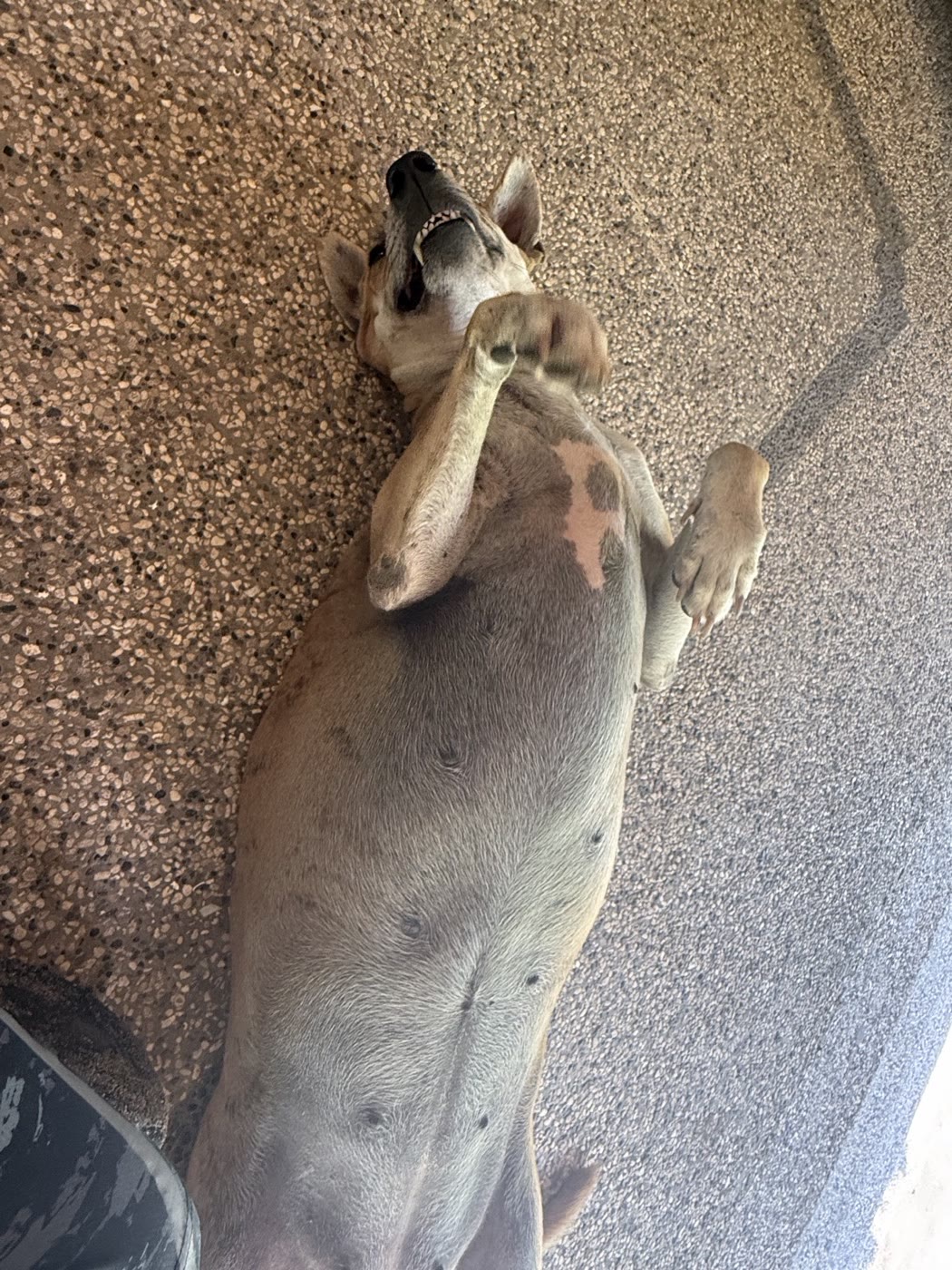 お腹を見せて寝転ぶカオハガン島の人懐こい犬