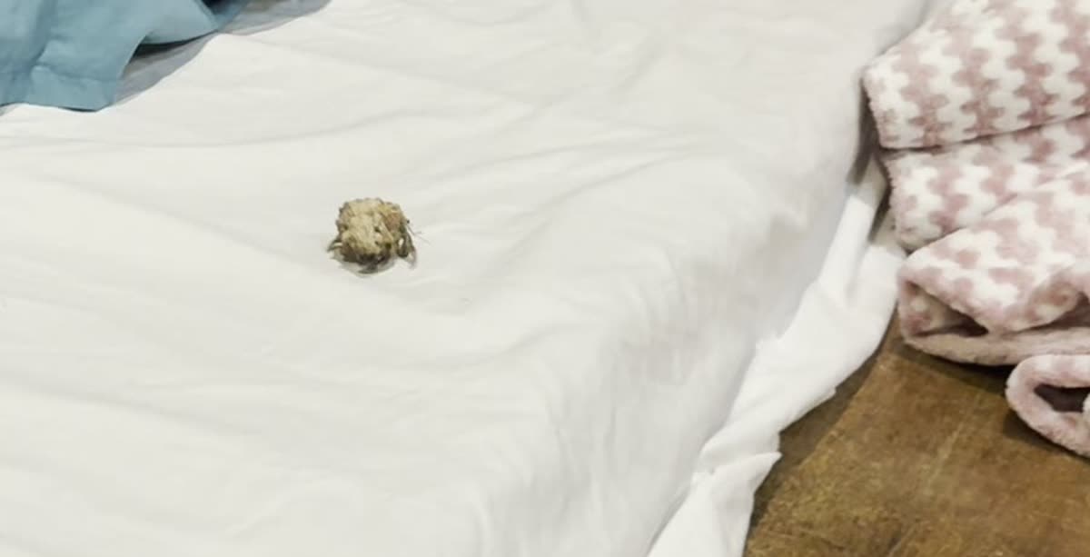 カオハガン島のコテージで就寝後、白いシーツの上を歩くヤドカリ