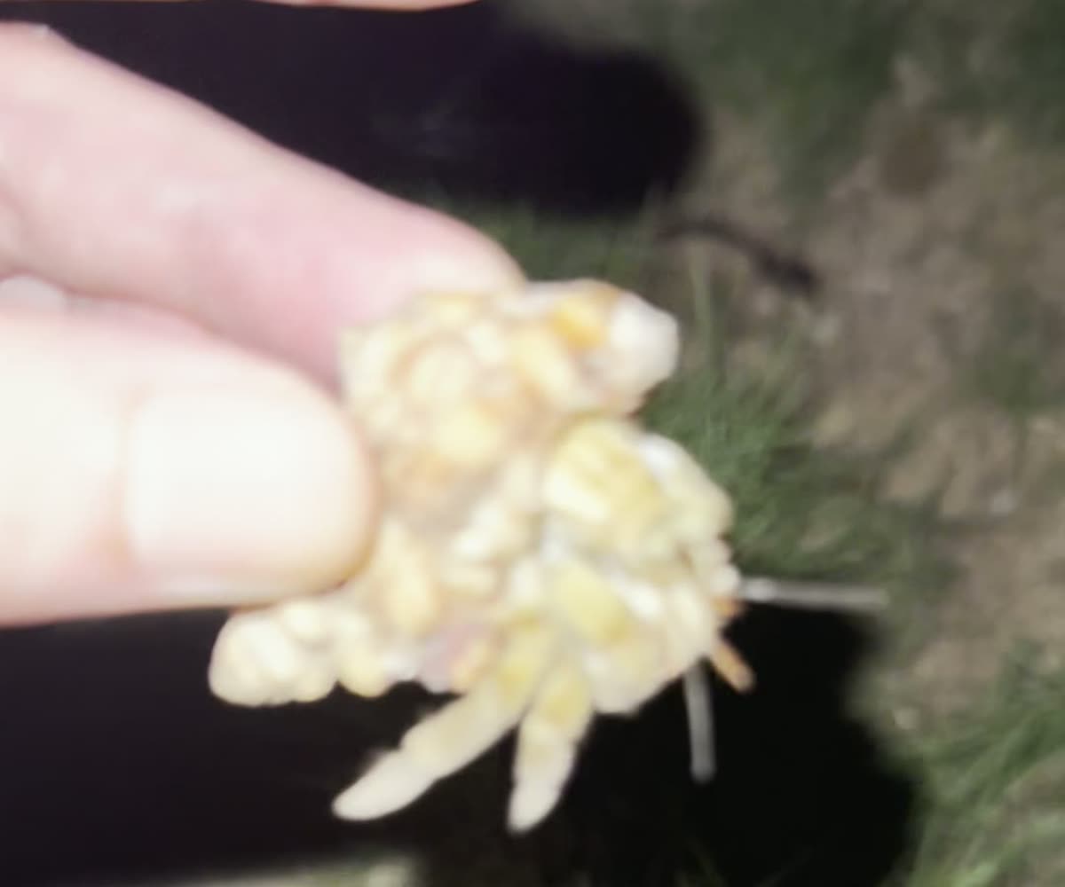 夜のカオハガン島の草地で見つけた大きなヤドカリを手のひらに乗せたところ