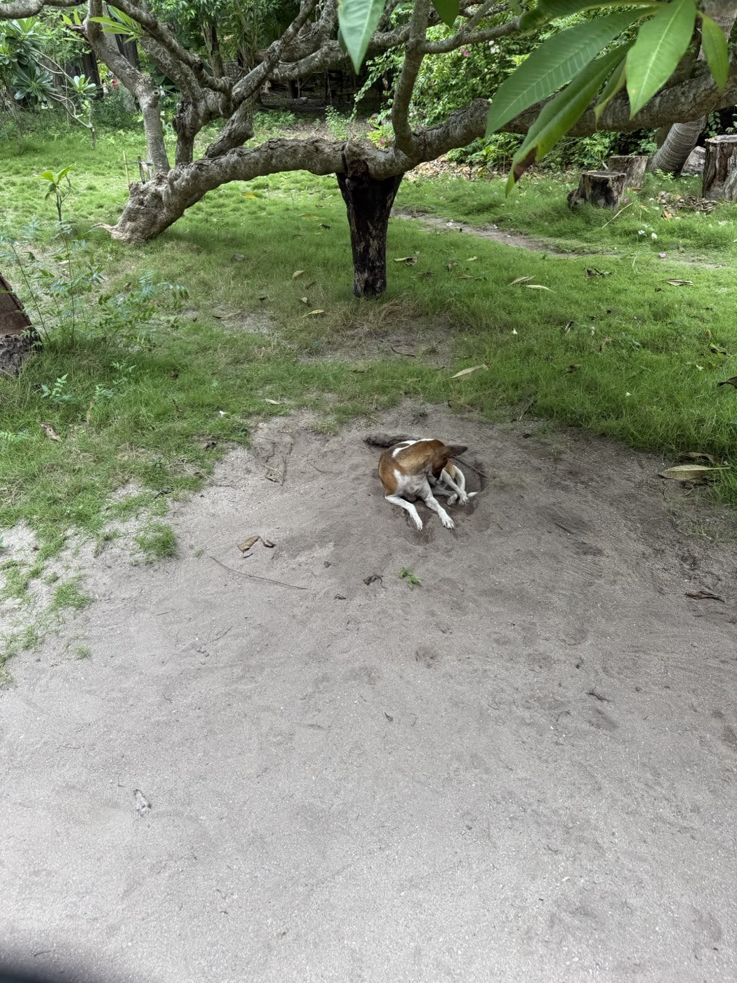 カオハガン島の集落へ続く小道で昼寝する島の犬